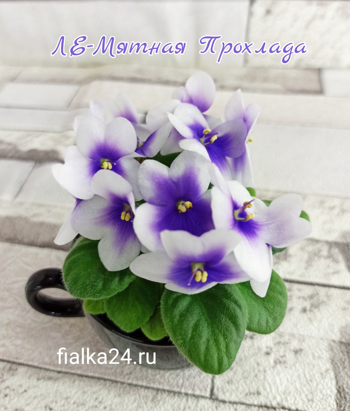 ЛЕ-Мятная Прохлада