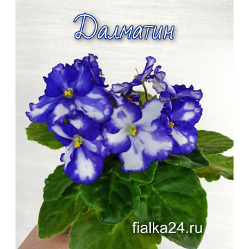 Далматин (неизвест)