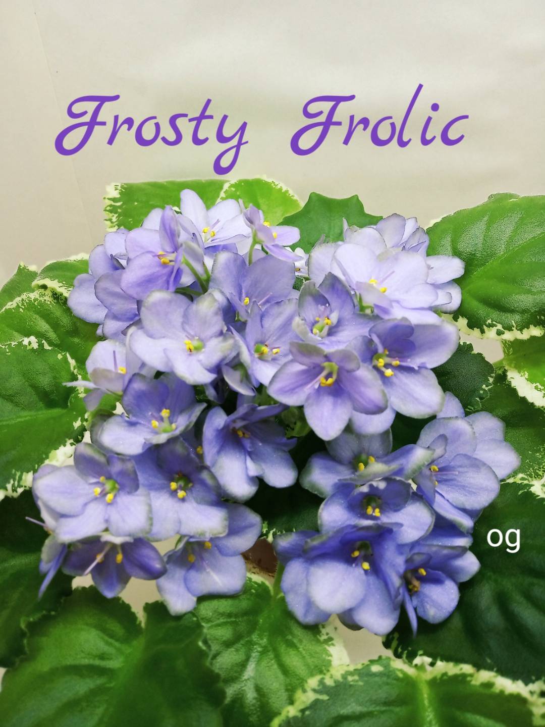 Frosty Frolic (Lyon)