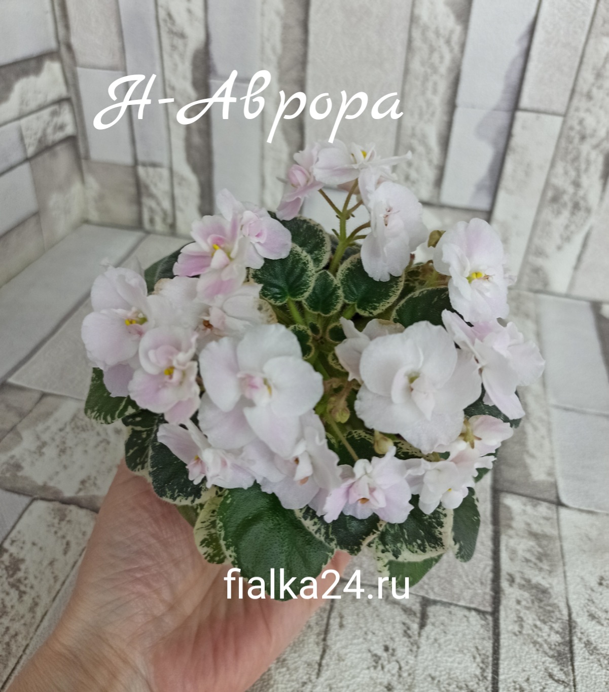 Н-Аврора