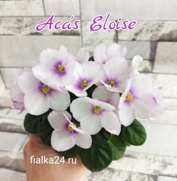 Aca's Eloise (Brownlie)