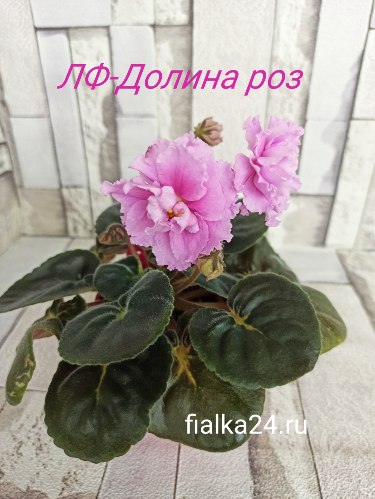 ЛФ-Долина Роз