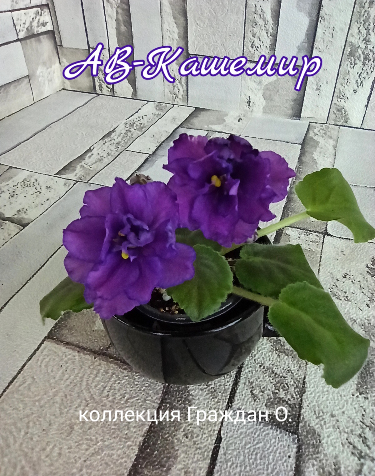 АВ-Кашемир