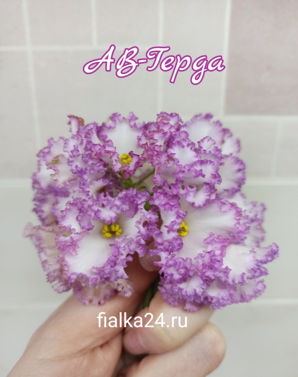 АВ-Герда