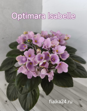 Optimara Isabelle (Holtkamp)