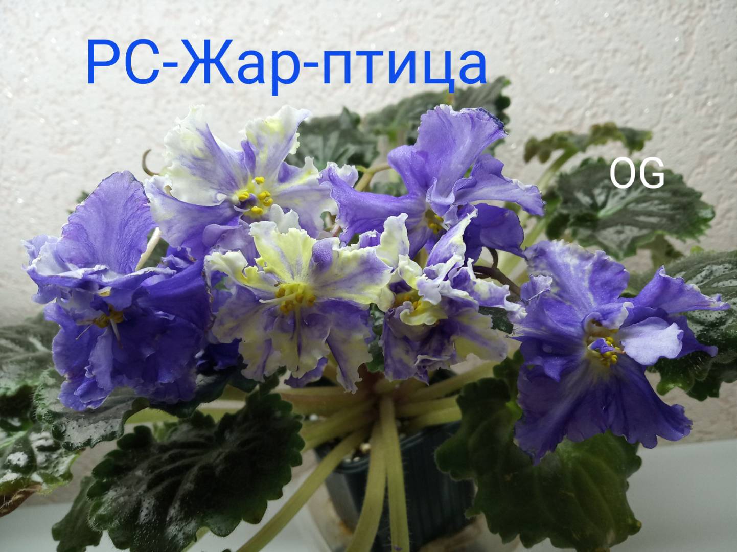 РС-Жар-птица
