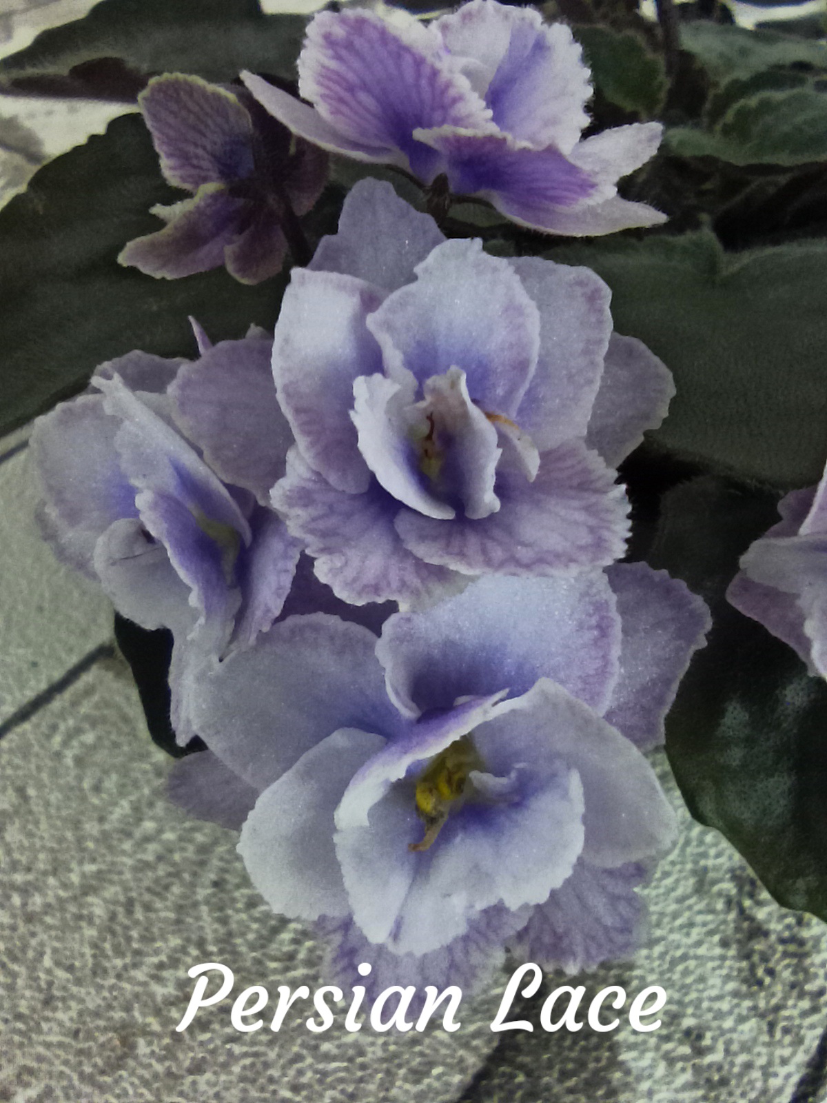 Persian Lace (Sorano)