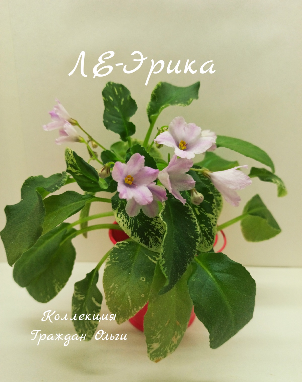 ЛЕ-Эрика