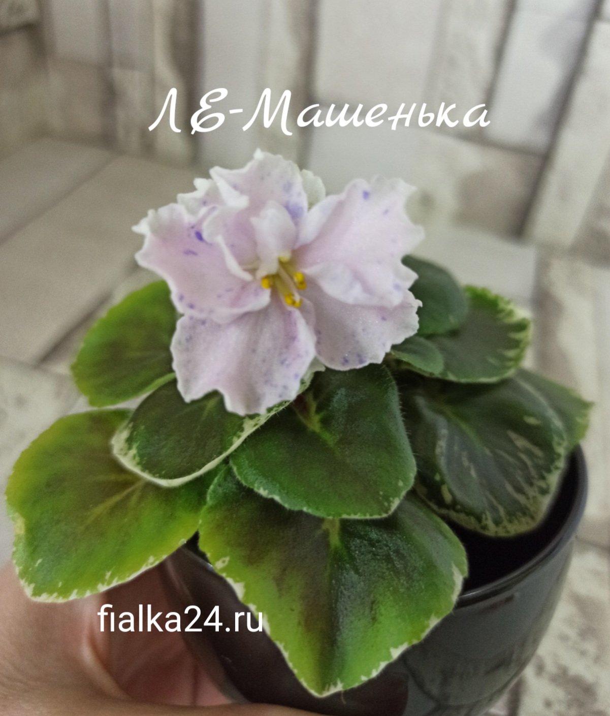 ЛЕ-Машенька