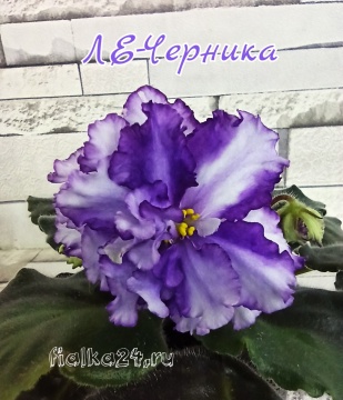 ЛЕ-Черника