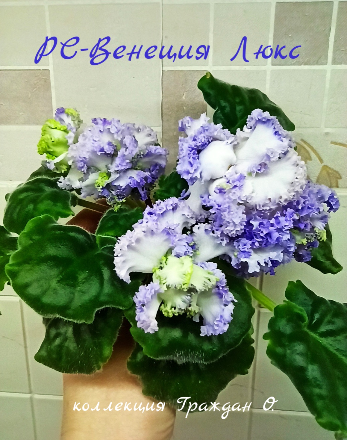 РС-Венеция Люкс
