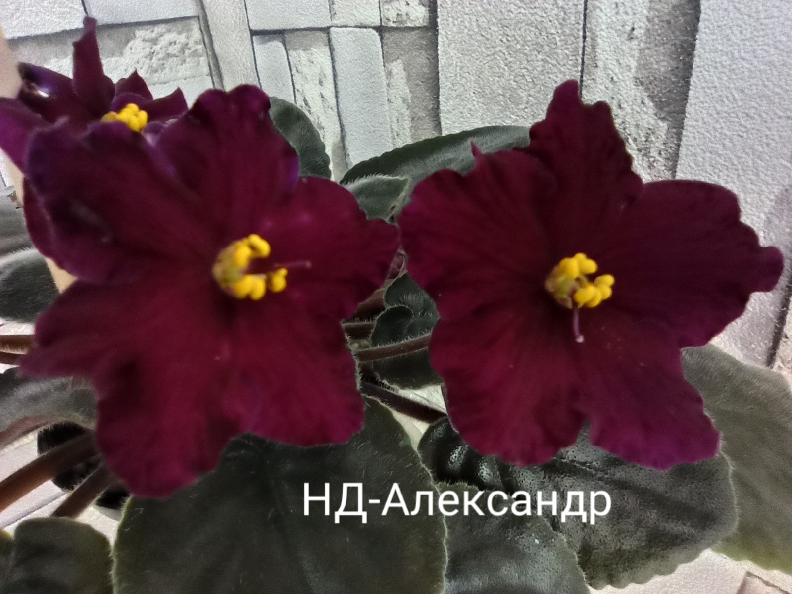 НД-Александр