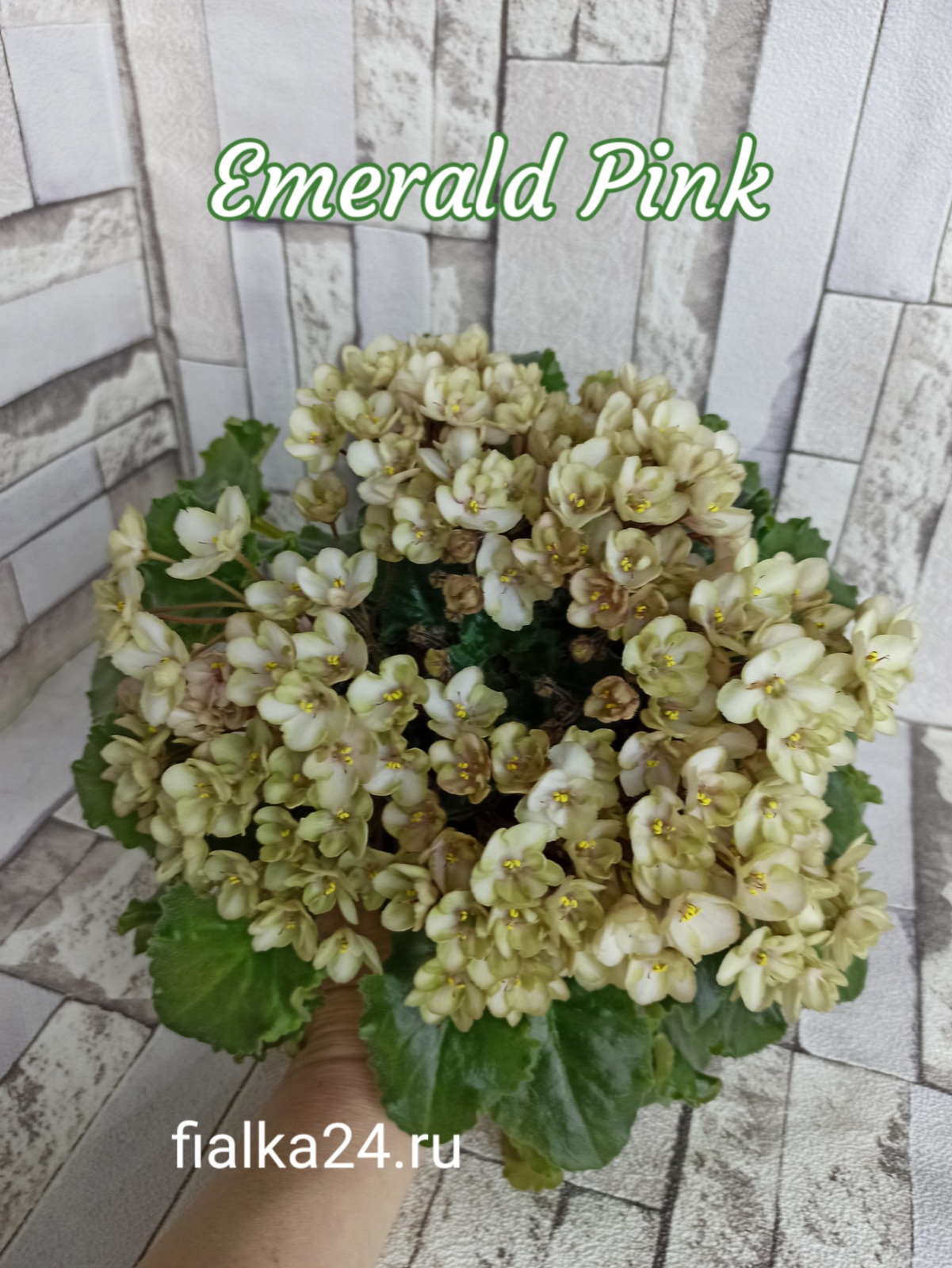 Emerald Pink (LLG/Sorano)