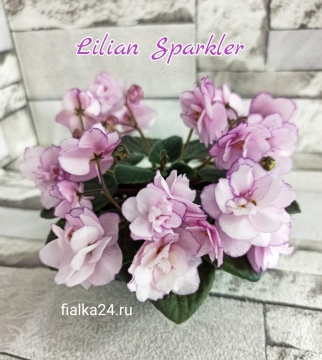 Lilian Sparkler (Champion)