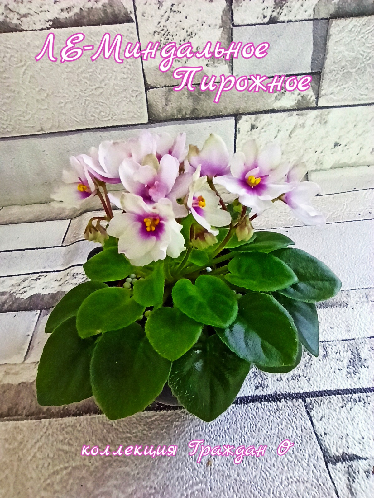 ЛЕ-Миндальное пирожное