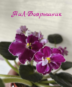 НиЛ-Боярышник