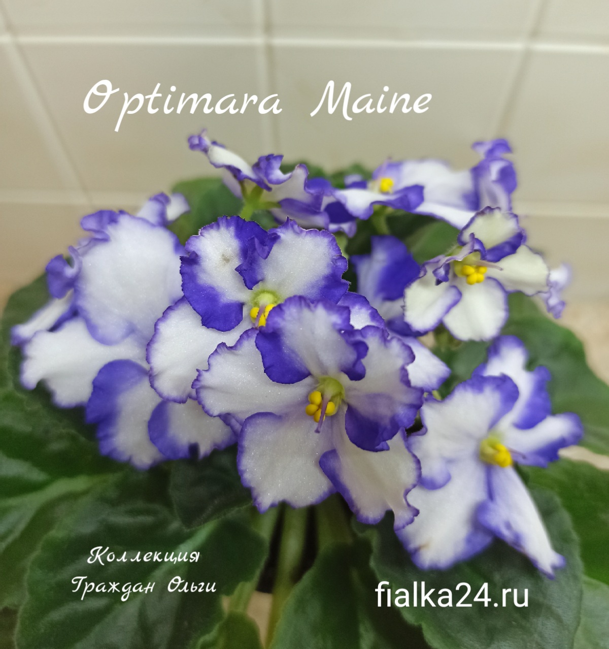 Optimara Maine (Holtkamp)