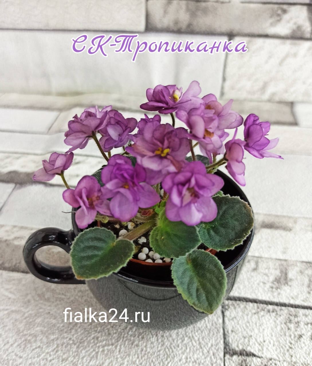 СК-Тропиканка