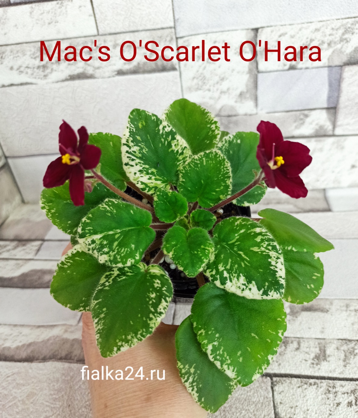 Mac's O'Scarlet O'Hara (McDonald)