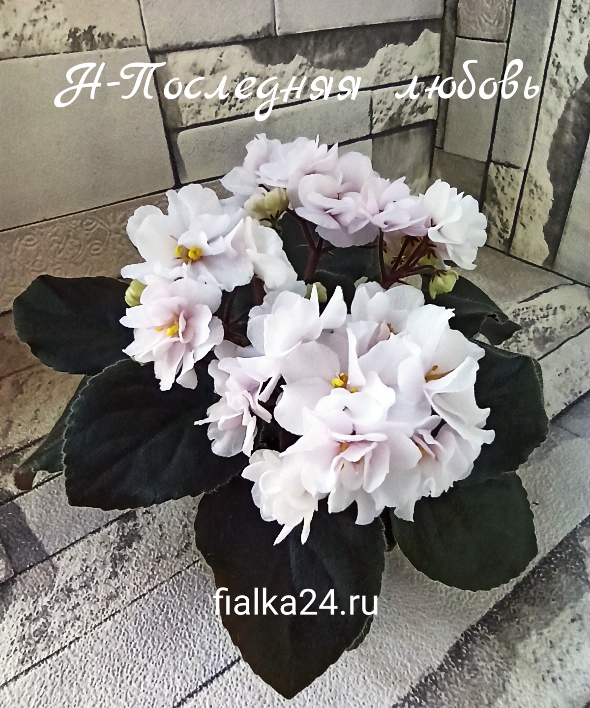 Н-Последняя Любовь