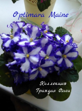 Optimara Maine (Holtkamp)
