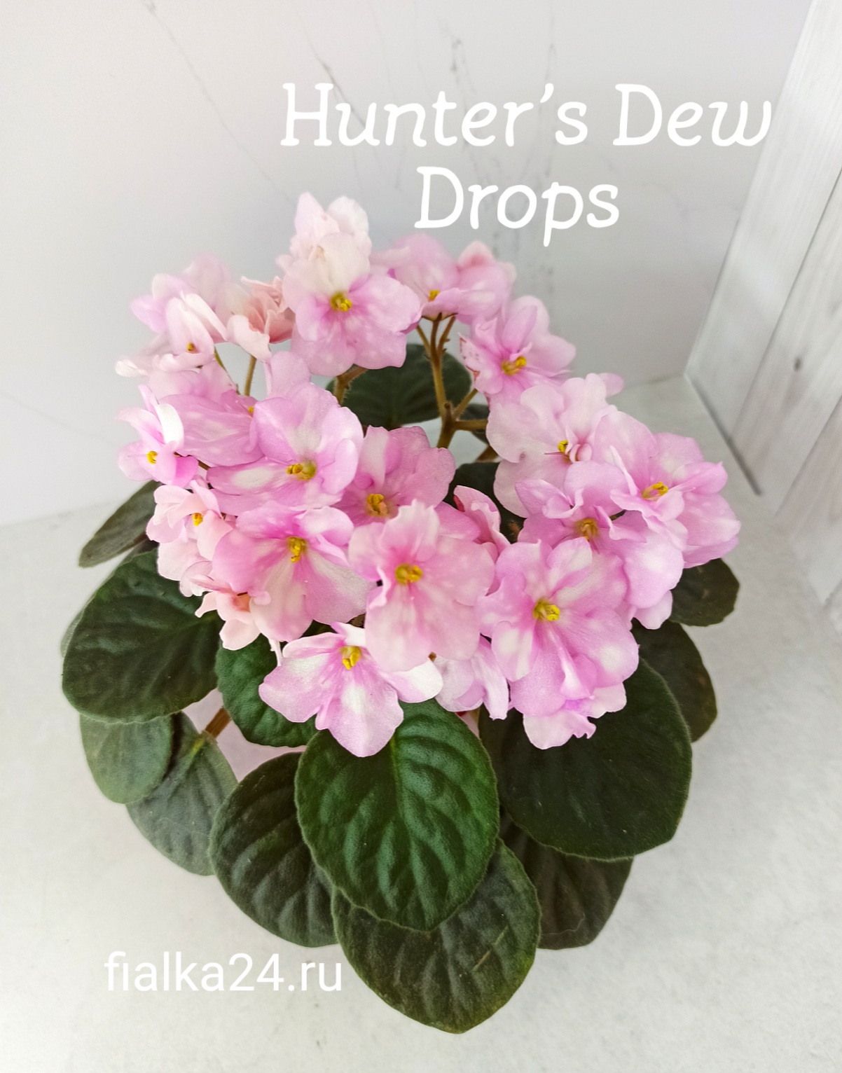 Hunter's Dew Drops (Muzalewski)