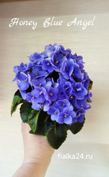Honey Blue Angel (Pittman)