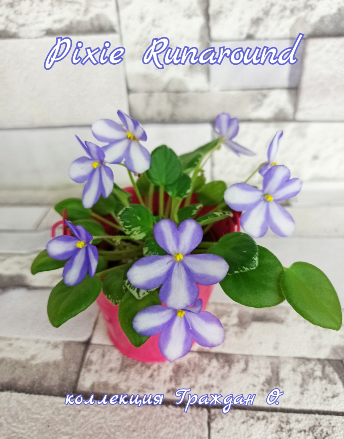 Pixie Runaround (Sorano)