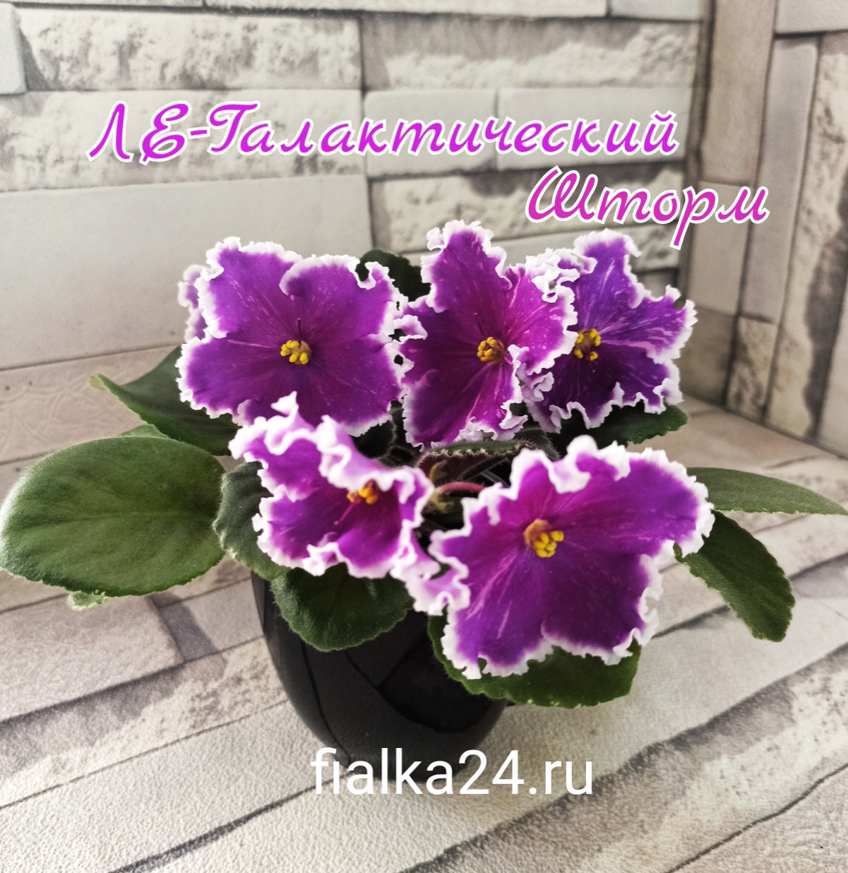 ЛЕ-Галактический Шторм