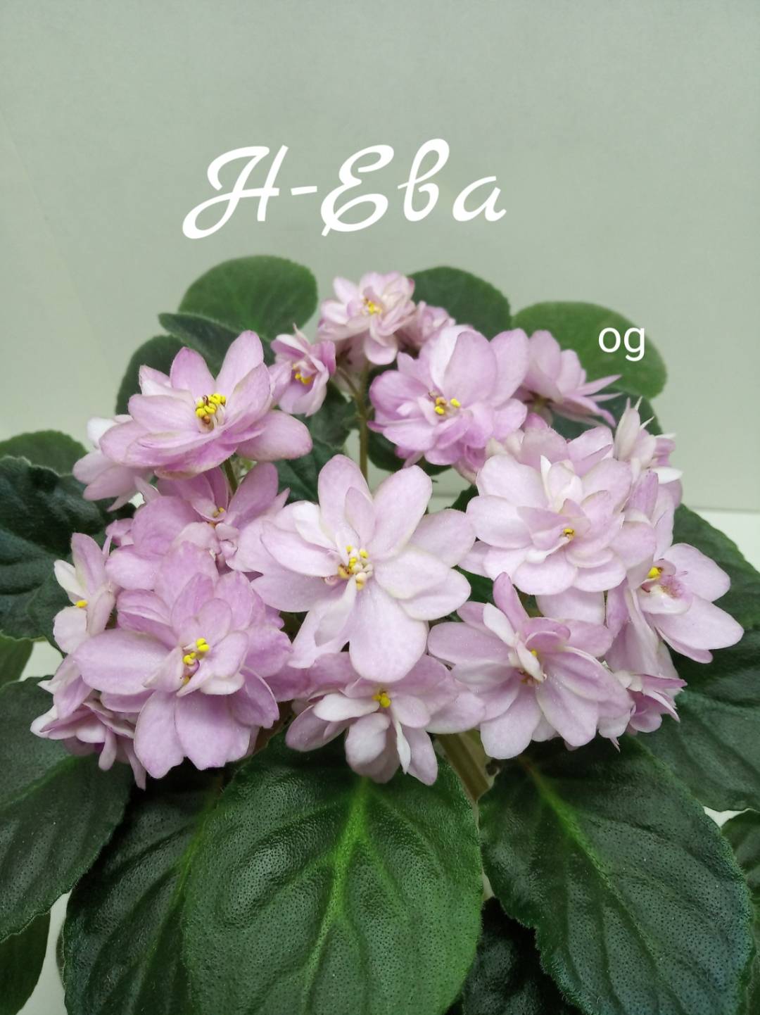 Н-Ева