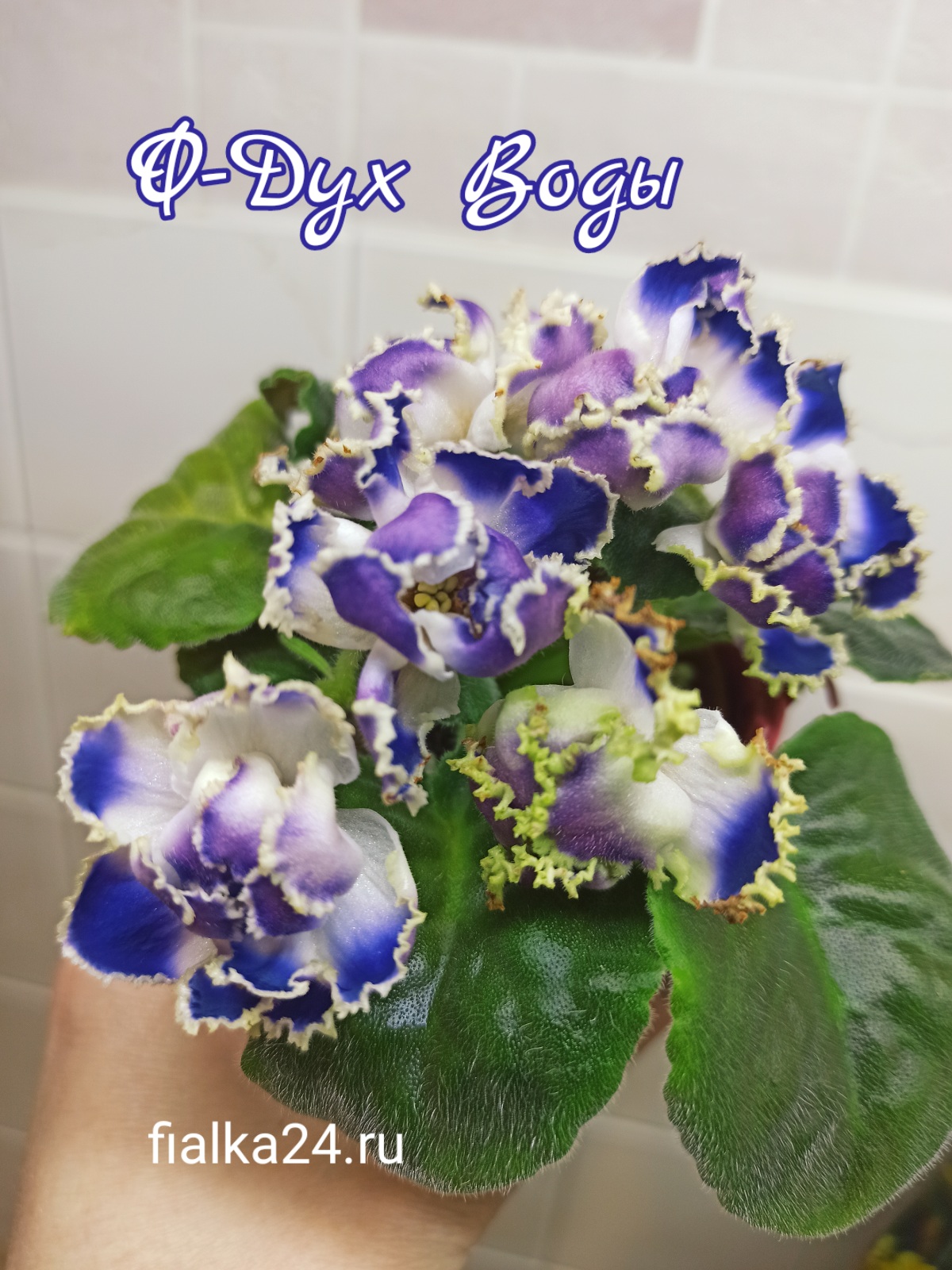 Ф-Дух Воды