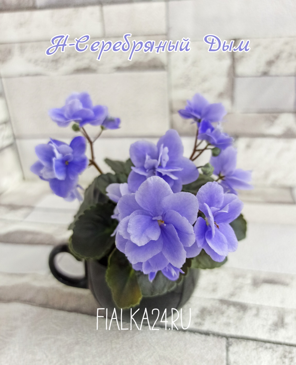Н-Серебряный Дым