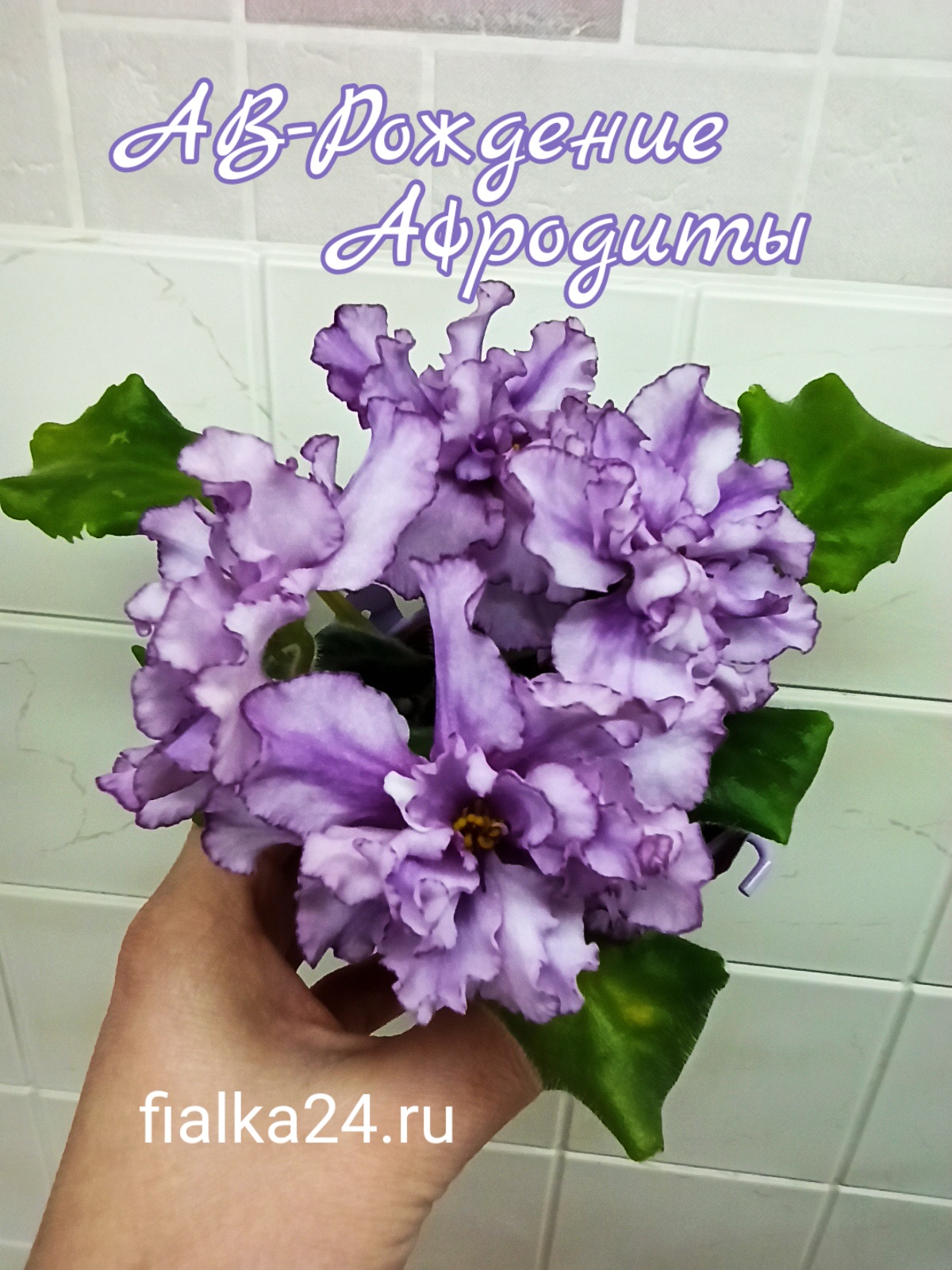 АВ-Рождение Афродиты