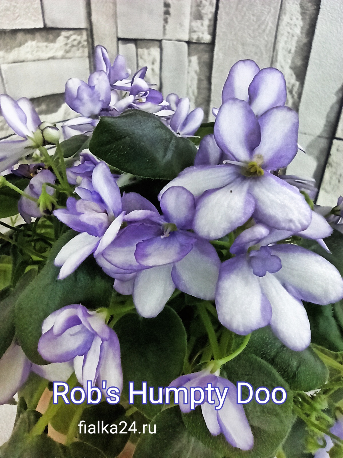 Rob's Humpty Doo (Robinson)