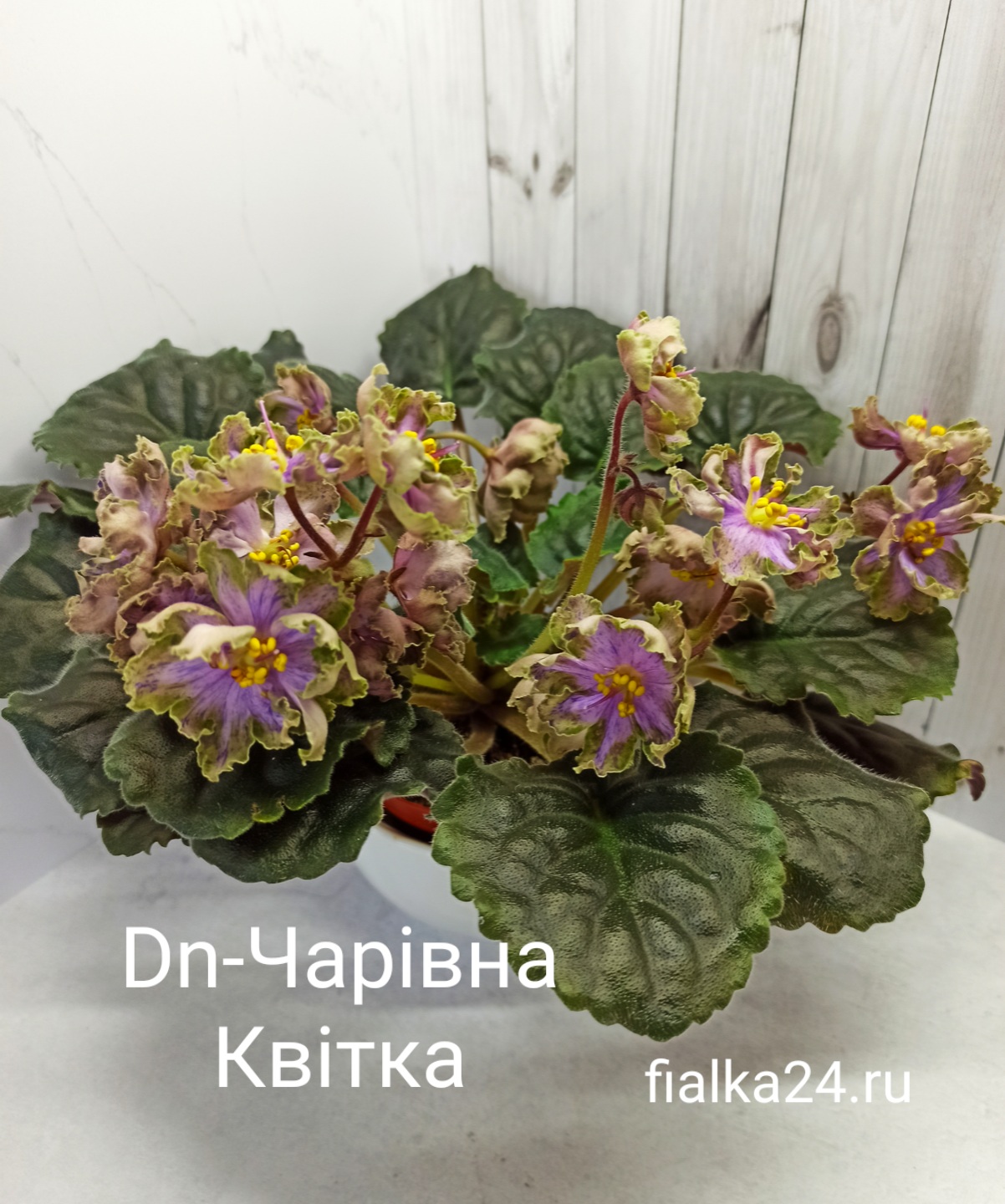Dn-Чарiвна Квiтка 