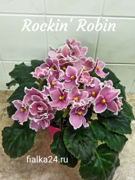 Rockin’Robin (Sorano)