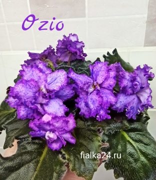 Ozio (Foster B.)