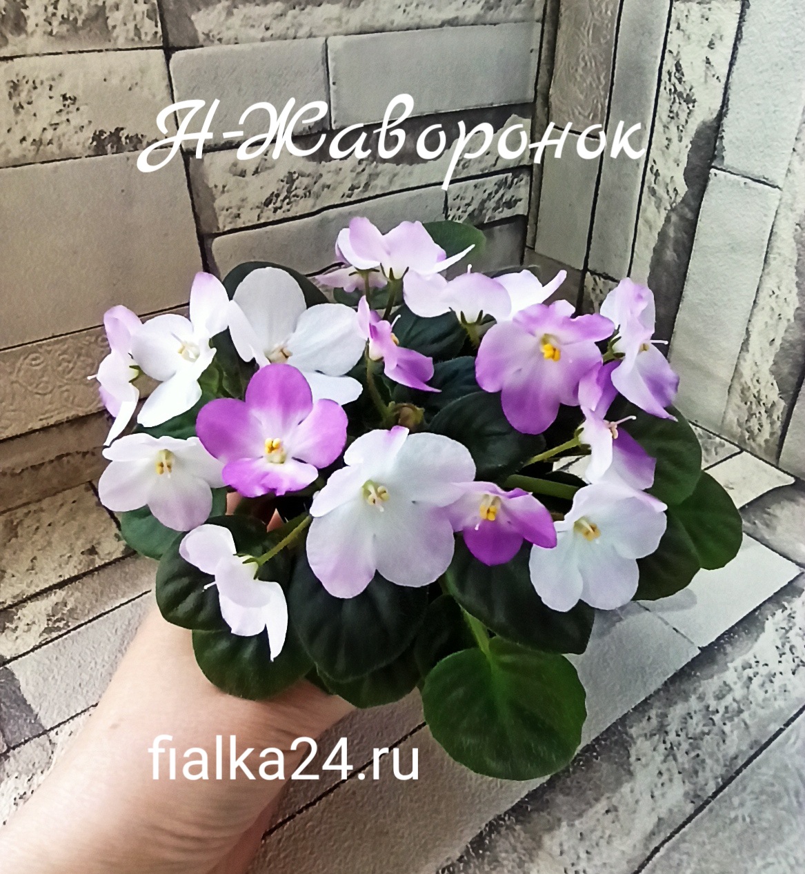 Н-Жаворонок