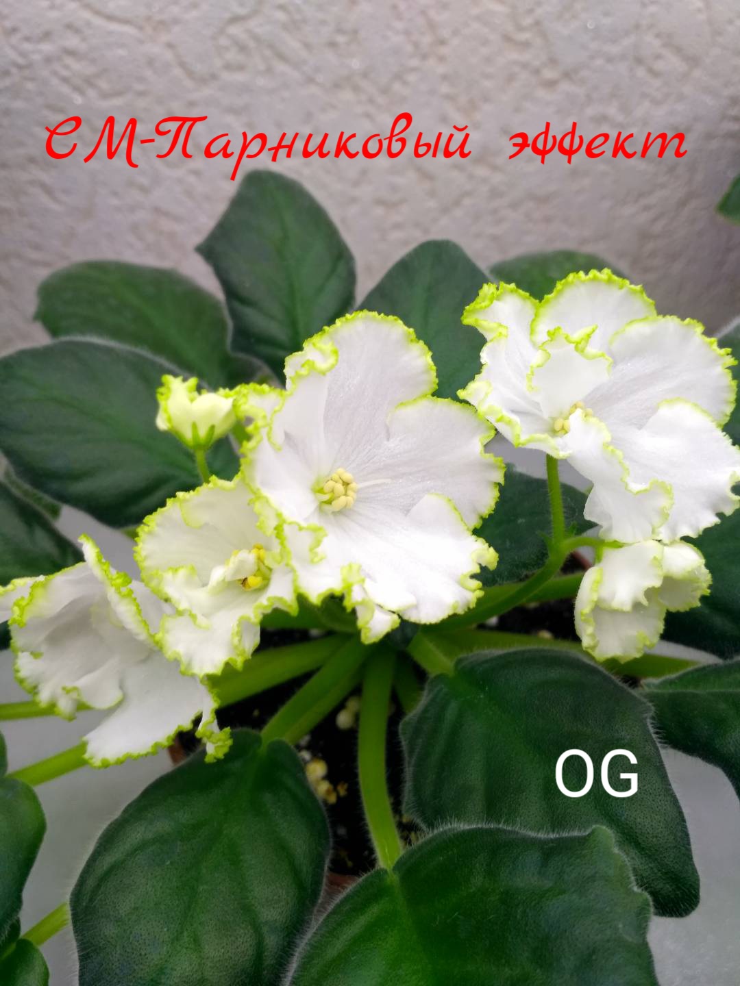 Парниковый эффект
