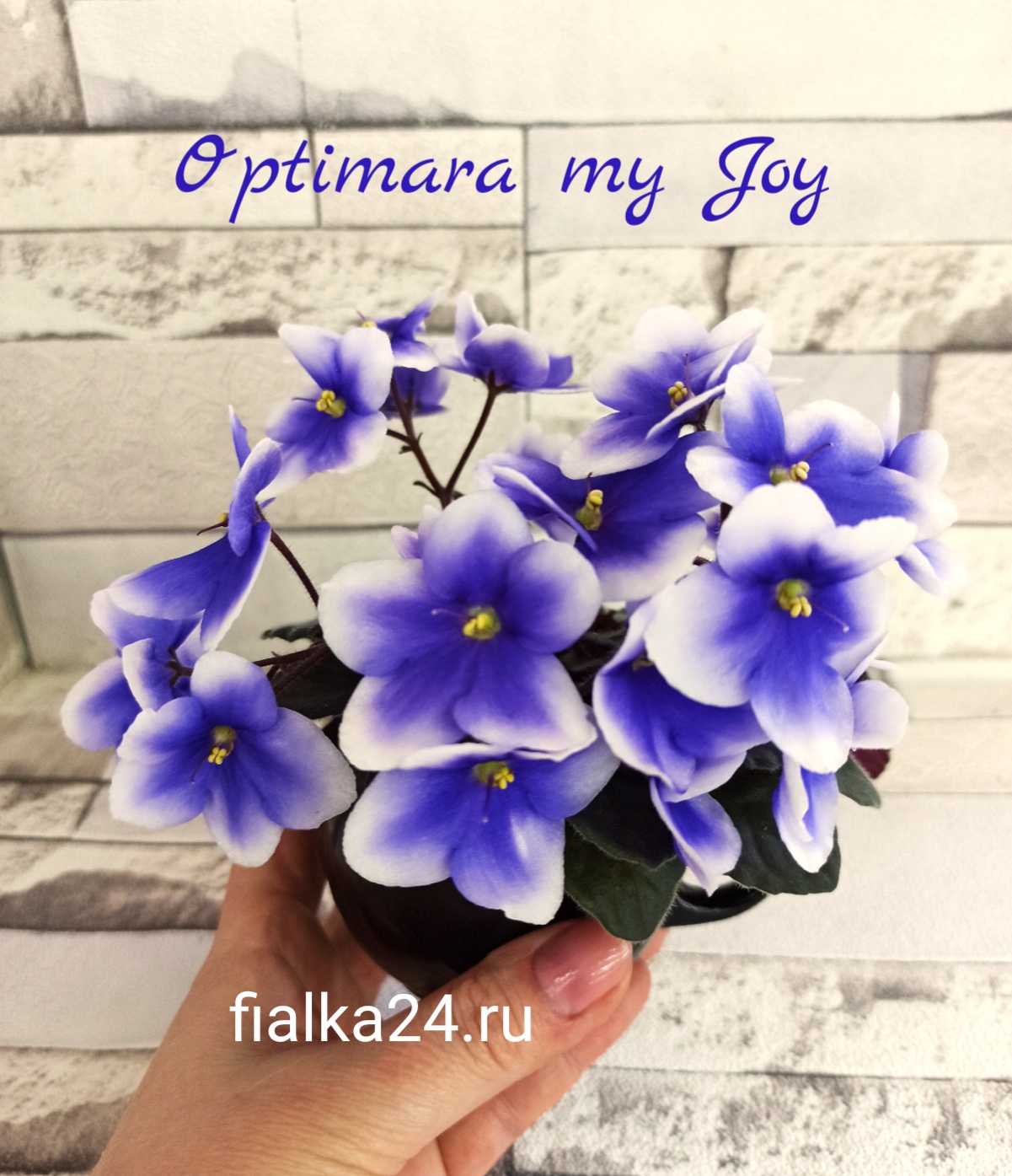 Optimara my Joy (Holtkamp)