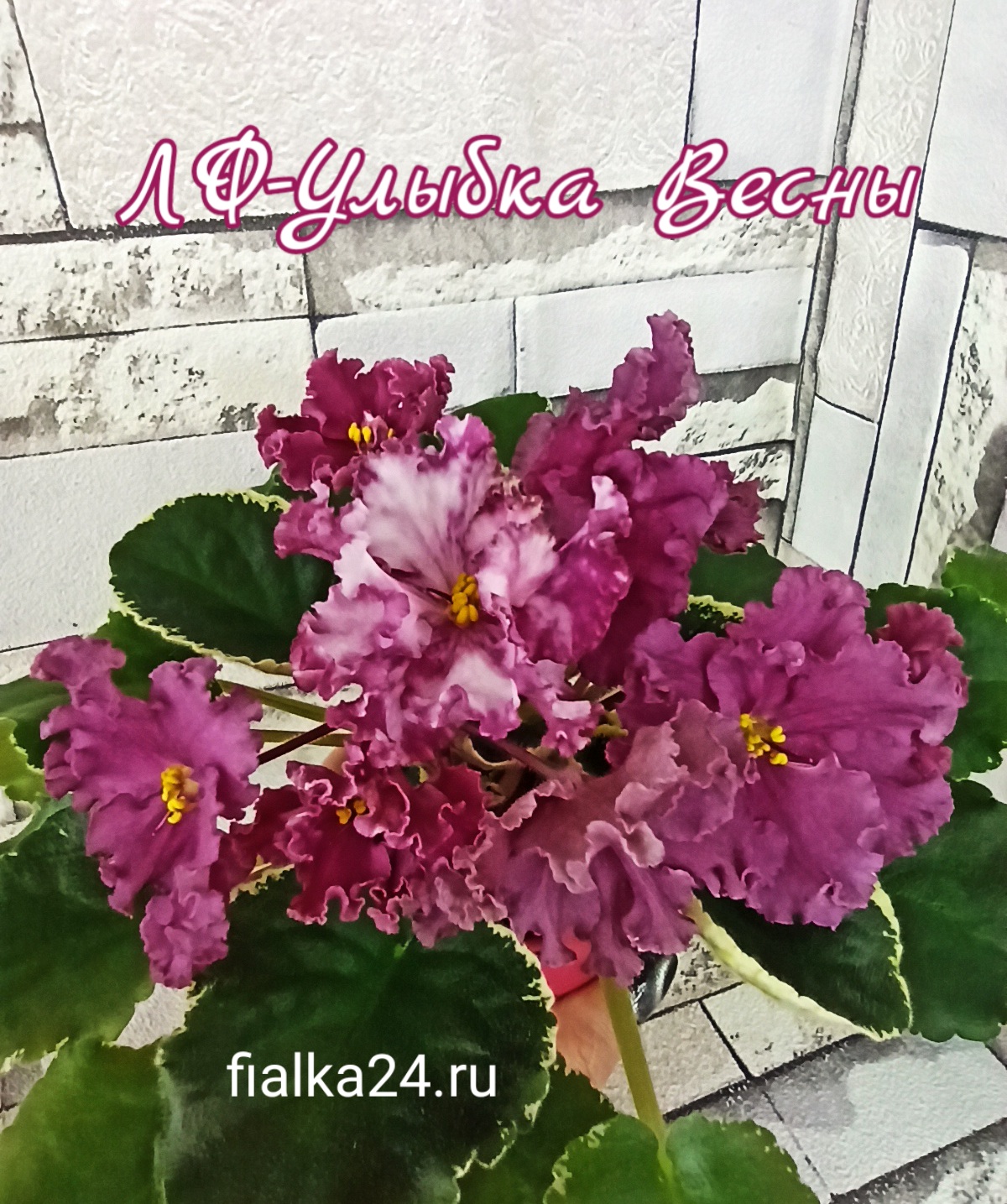 ЛФ-Улыбка Весны