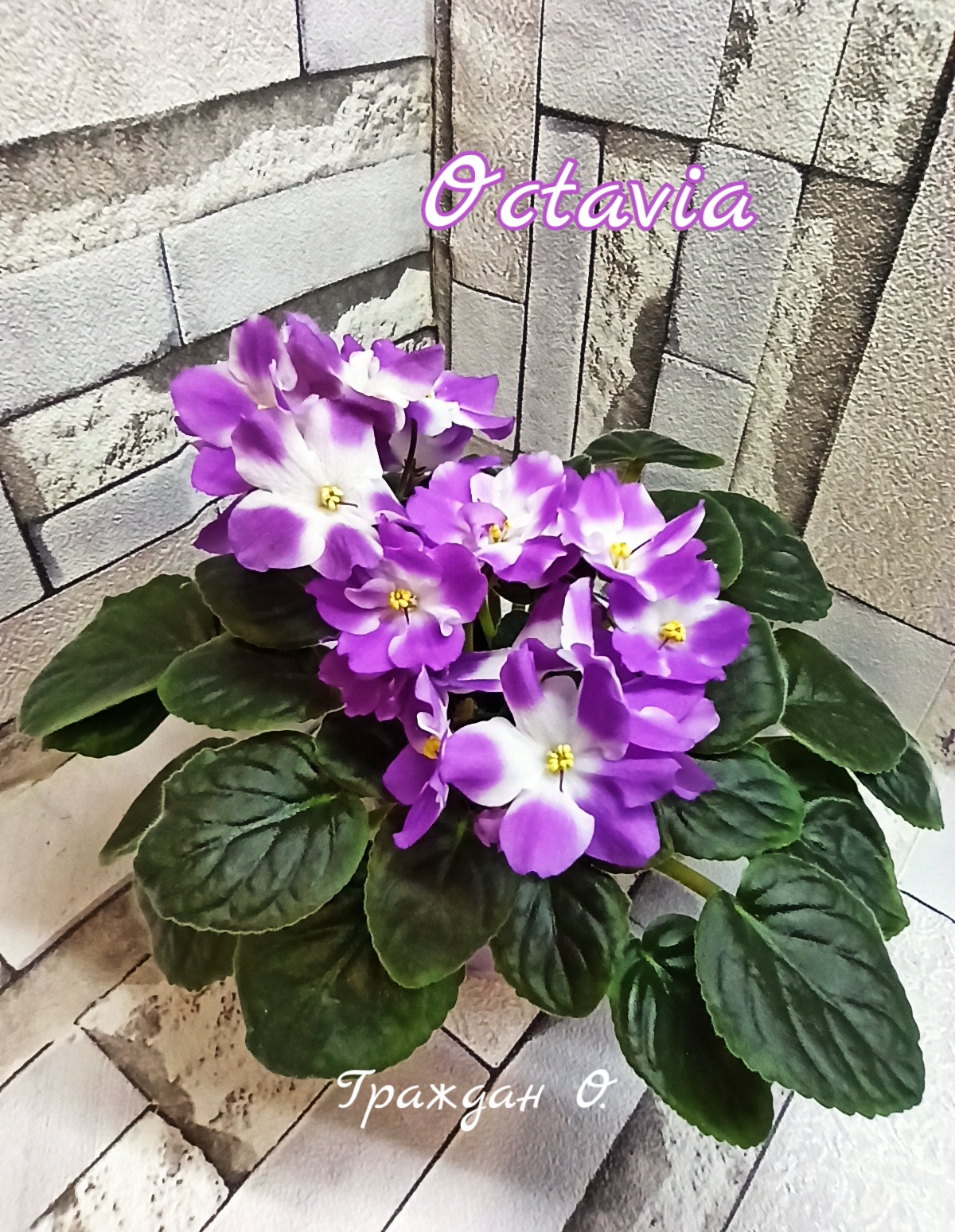 Octavia (Foster)