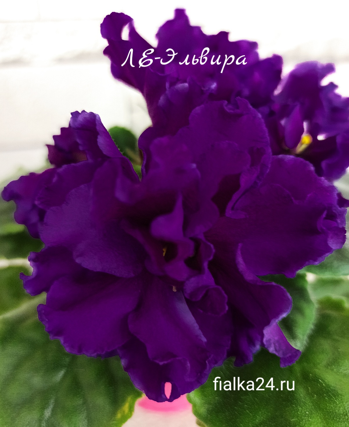 ЛЕ-Эльвира