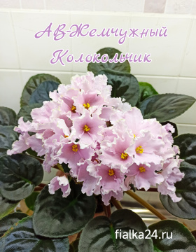 АВ-Жемчужный Колокольчик