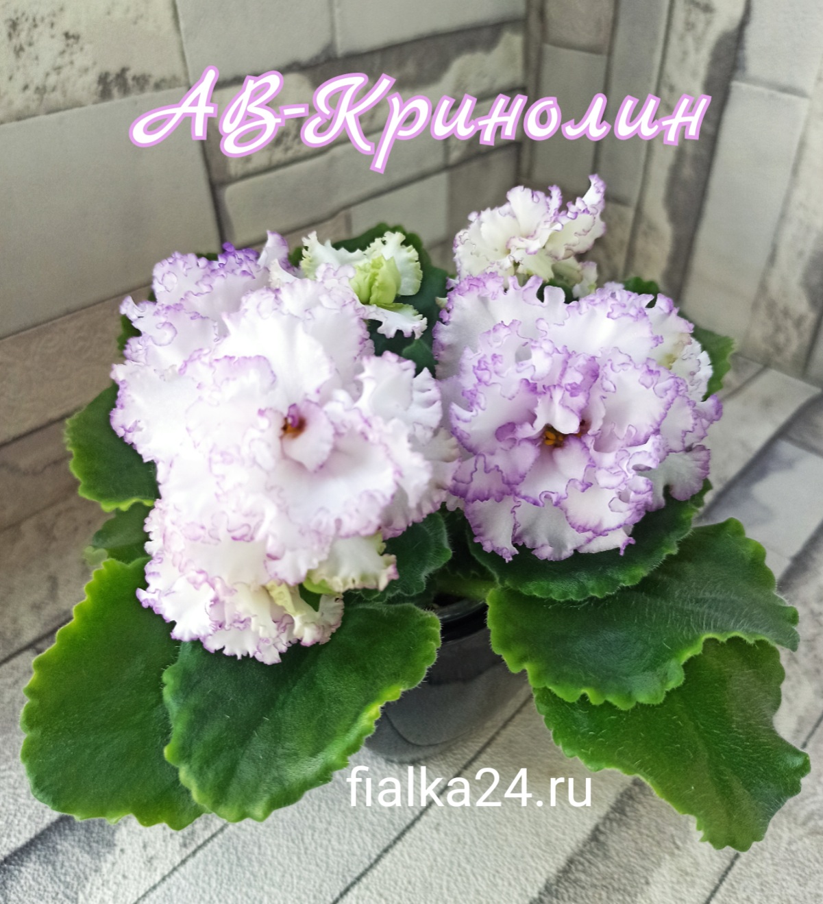 АВ-Кринолин