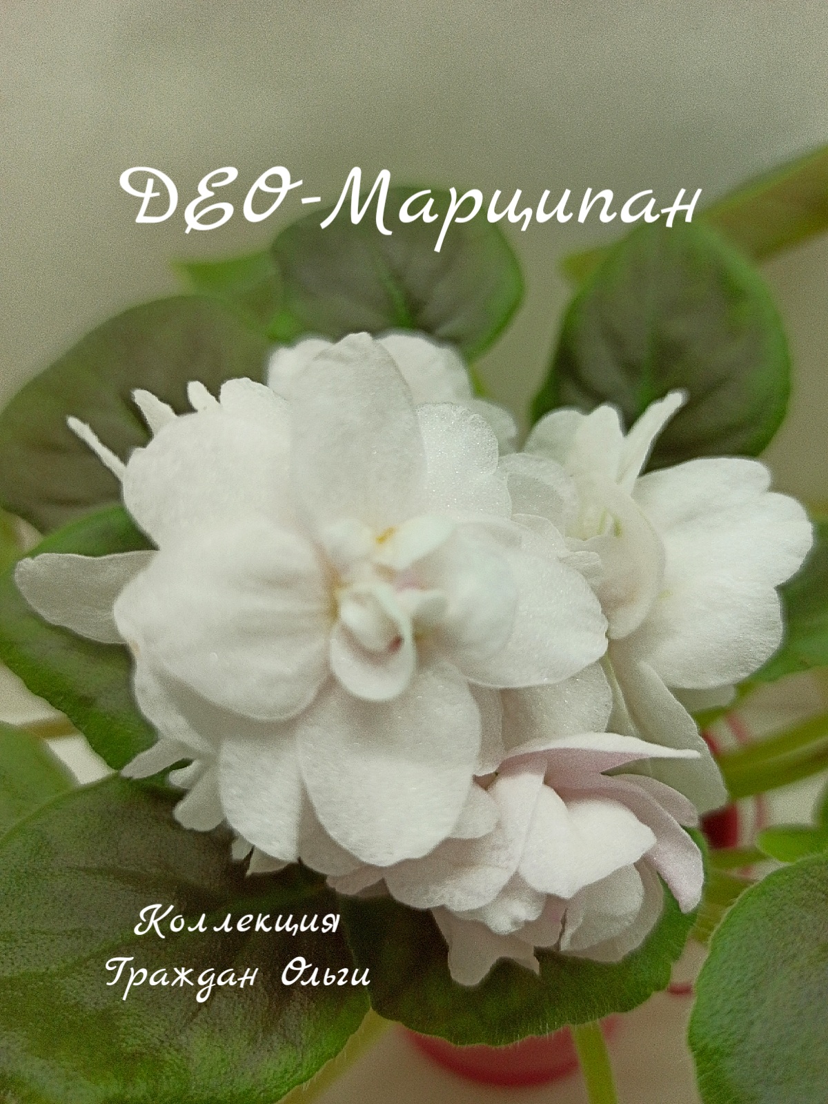 ДЕО-Марципан (О. Аксенкина)