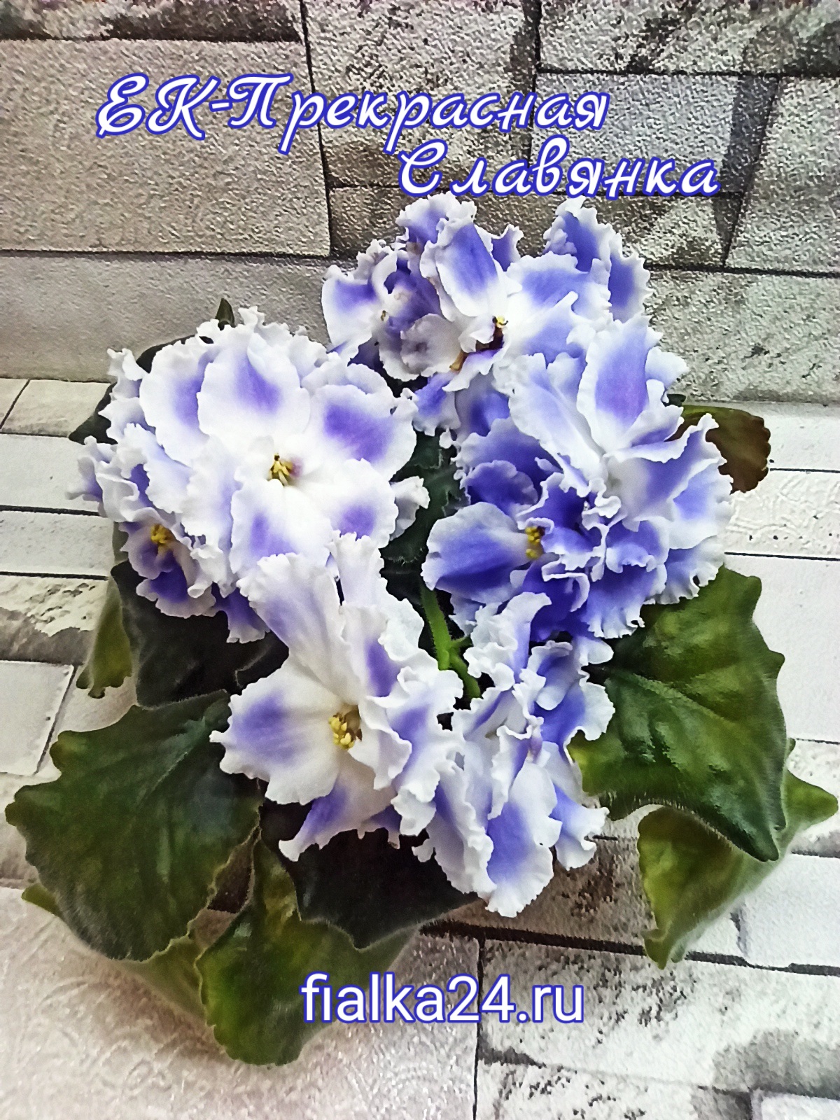 ЕК-Прекрасная Славянка