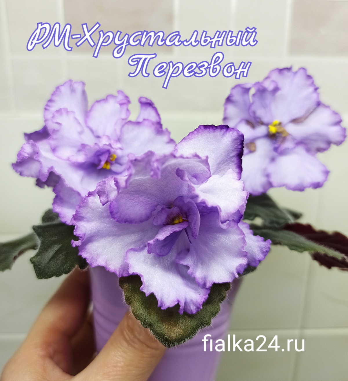 РМ-Хрустальный Перезвон