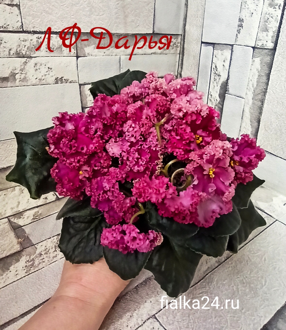 ЛФ – Дарья