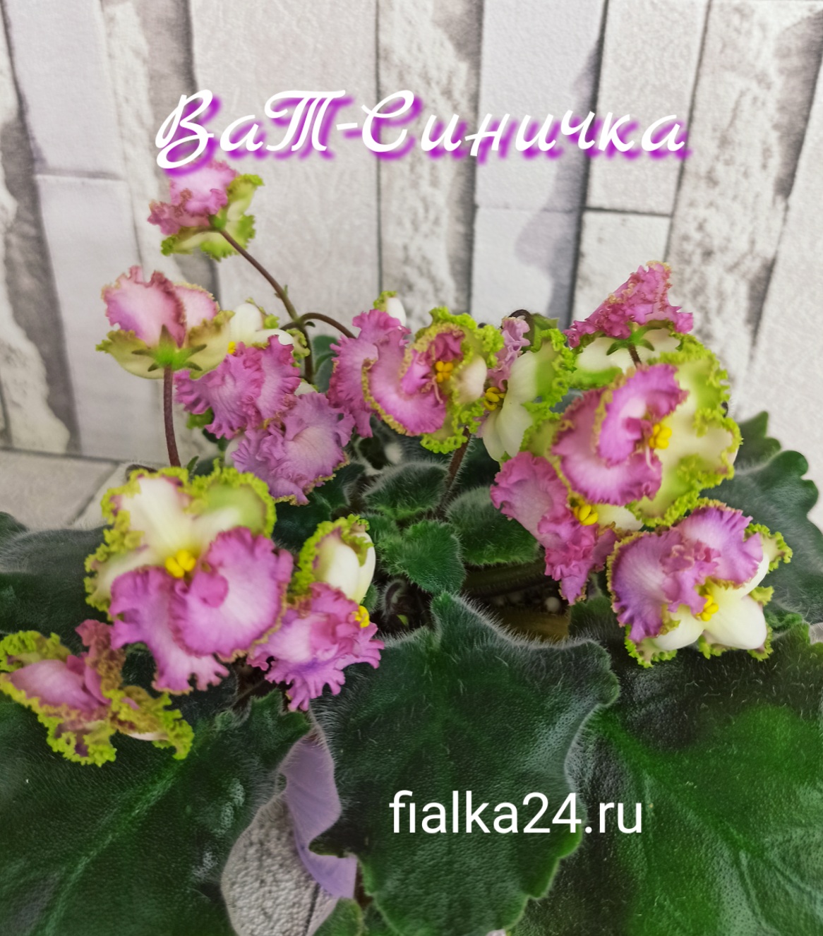 ВаТ-Синичка